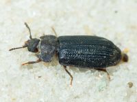 Grynocharis oblonga