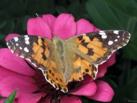 Vanessa cardui