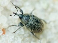 Rhinusa tetra