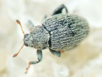 Pseudorchestes
