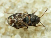 Pionosomus opacellus