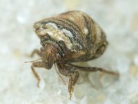 Vilpianus galii