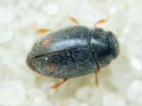 Coccinellidae