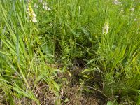 Stachys recta
