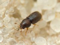 Ciidae