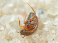 Leiodidae