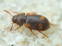 Mycetophagus quadriguttatus