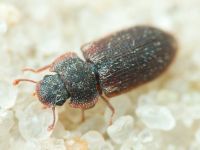 Colobicus hirtus