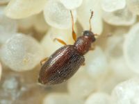 Cortinicara gibbosa