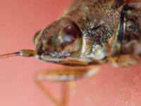 Nysius senecionis