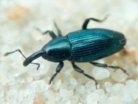 Aulacobaris lepidii