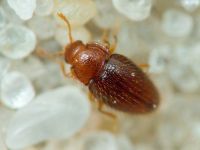 Mycetaea subterranea