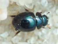 Leiodidae