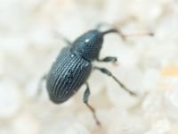 Archarius (Archarius) pyrrhoceras