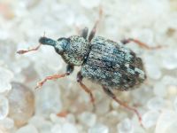 Curculionidae