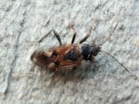 Rhyparochromus vulgaris