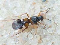 Systellonotus triguttatus