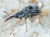 Taeniapion urticarium