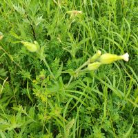 Silene latifolia