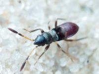 Heteroptera