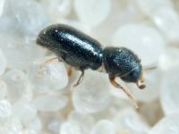 Scolytinae