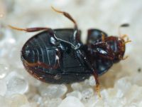 Cercyon ustulatus