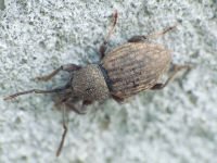 Otiorhynchus raucus