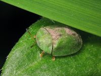 Cassida (Cassida) rubiginosa