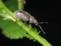 Phyllobius pyri