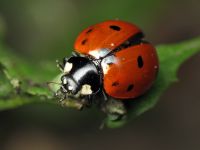 Coccinella septempunctata