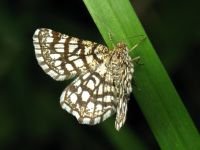 Chiasmia clathrata