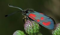Zygaena loti
