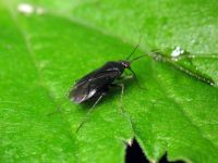 Plagiognathus arbustorum