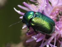 Cryptocephalus (Cryptocephalus) sericeus