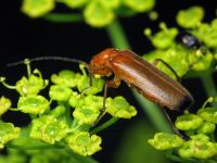 Rhagonycha fulva