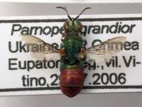 Parnopes grandior