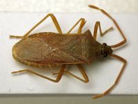 Gonocerus acuteangulatus