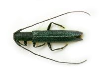 Theophilea subcylindricollis