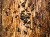 Rhyparochromus vulgaris
