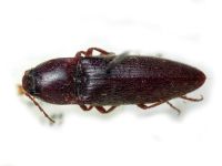Melanotus fragilis