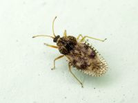Dictyla humuli