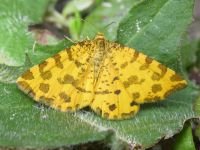Pseudopanthera macularia