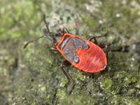 Pyrrhocoris apterus