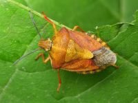 Carpocoris purpureipennis
