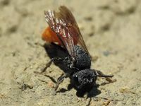 Sphecodes albilabris