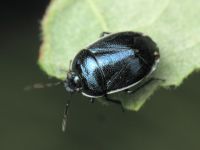 Canthophorus melanopterus