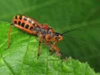 Rhynocoris iracundus