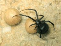Latrodectus tredecimguttatus