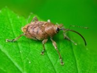 Curculio (Curculio) glandium
