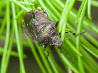 Rhacognathus punctatus